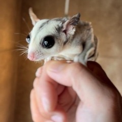 ⭐︎1月脱嚢⭐︎プラチナモザイク　オス
