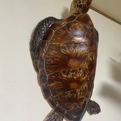 亀の剥製の画像
