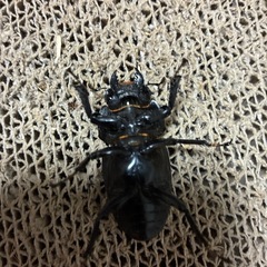 香川県県産オオクワガタ ︎︎ ♀単 の画像