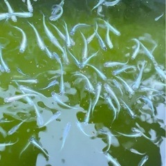 メダカ複数の画像