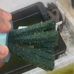 メダカ複数の画像