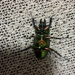 ニジイロクワガタ ︎︎ ♀単 B品 即ブリの画像