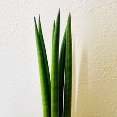 サンスベリア　スパゲッティ　観葉植物　ハイドロカルチャーの画像
