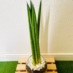 サンスベリア　スパゲッティ　観葉植物　ハイドロカルチャーの画像