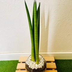 サンスベリア　スパゲッティ　観葉植物　ハイドロカルチャーの画像