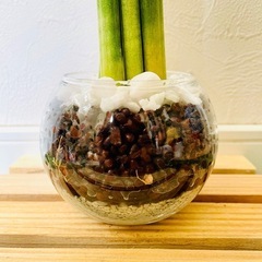 サンスベリア　スパゲッティ　観葉植物　ハイドロカルチャーの画像