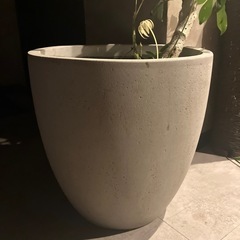 鉢植え+茎のみ観葉植物の画像