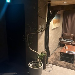鉢植え+茎のみ観葉植物の画像
