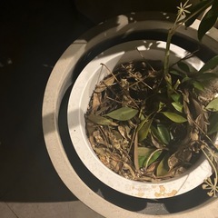 鉢植え+茎のみ観葉植物の画像