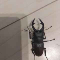 ノコギリクワガタ　オス３匹の画像