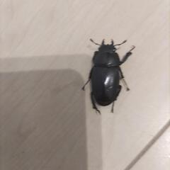 ノコギリクワガタ　オス３匹の画像