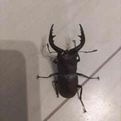 ノコギリクワガタ　オス３匹の画像