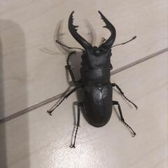 ノコギリクワガタ　オス３匹