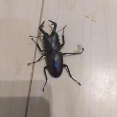 ノコギリクワガタ　オス３匹の画像