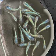 メダカ ネプチューン 1ペアの画像