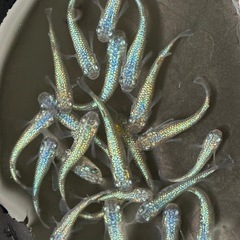 メダカ ネプチューン 1ペアの画像