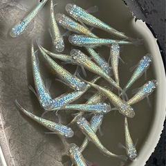 メダカ ネプチューン 1ペアの画像