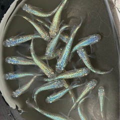 メダカ ネプチューン 1ペアの画像
