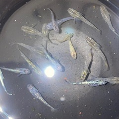 MIXメダカ🔥20匹の画像