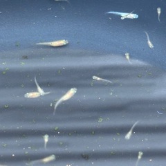 メダカ　楊貴妃　稚魚　30匹 ②     　      　赤くなった親の参考画像ありの画像