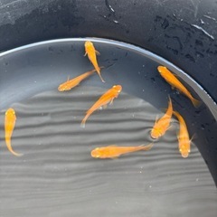 メダカ　楊貴妃　稚魚　30匹 ②     　      　赤くなった親の参考画像ありの画像