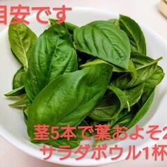 スイートバジル④の画像