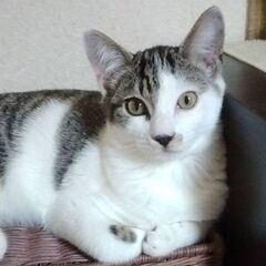 甘えん坊のサバ白くん