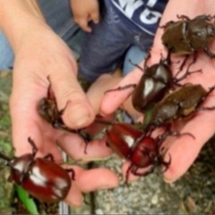 【最短当日渡し可】カブトムシ　オス・メス 成虫 たくさん★ノコギリクワガタ ・コクワガタもたくさんいます‼︎19(2025)の画像