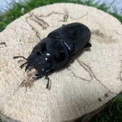 【鹿児島県産】オオクワガタ　ペアの画像