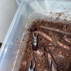 ノコギリクワガタ　野生ペアの画像