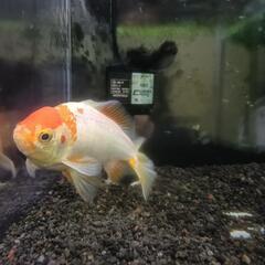 熱帯魚及び和金の画像