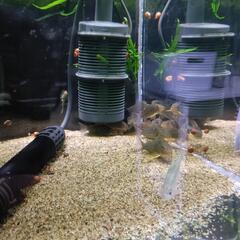 熱帯魚及び和金の画像