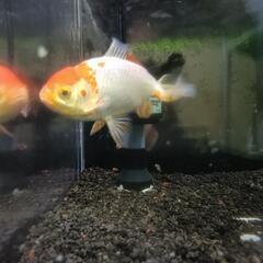 熱帯魚及び和金の画像