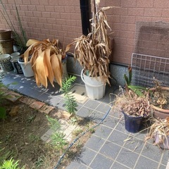 鉢植え 植木鉢　大量の画像