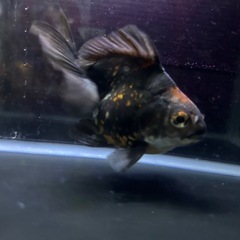 金魚　プラ舟(黒)　引き取り限定の画像