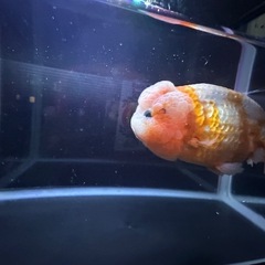金魚　プラ舟(黒)　引き取り限定の画像
