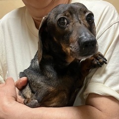 カニヘンダックスフンド♀5歳3ヶ月