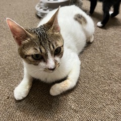 子猫2匹と母猫の里親募集しています - 猫