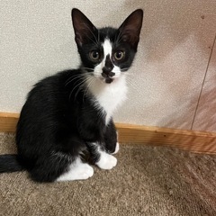 子猫2匹と母猫の里親募集しています - 曽於市