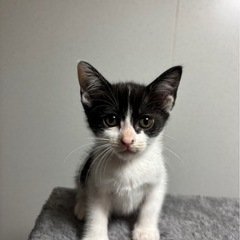生後2ヶ月の子猫です！！