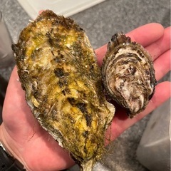 新店舗オープニングスタッフ募集‼️oyster bar KEYLARGOの牧志公設市場内 新業態オイスター・バーの画像