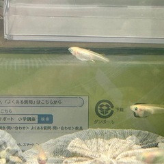 メダカの画像