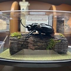昆虫標本依頼承りますの画像