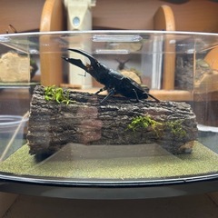 昆虫標本依頼承りますの画像