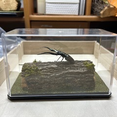 昆虫標本依頼承りますの画像