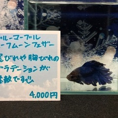 ベタ　ブルーマーブル　ハーフムーンフェザーの画像