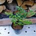 ランキングキーワードに紐づく投稿画像-観葉植物