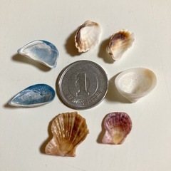 貝殻　ミックス　天然素材　11の画像
