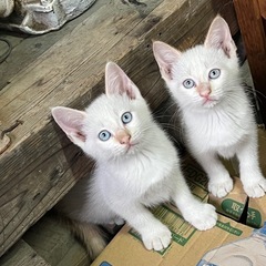 白茶の男の子と女の子の兄妹です(=^ェ^=)