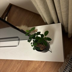 美品　テレビ台の画像